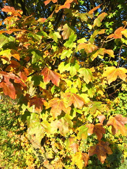 Photo of treespecies Acer campestre : Category is herfst-autumn-herbst-automne-otono