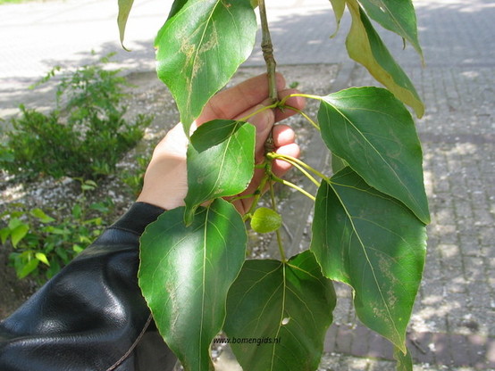 blad-leaf-blatt-feuille-hoja