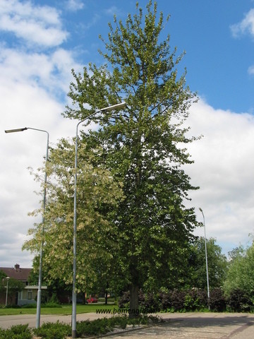 boom-tree-baum-arbre-arbol