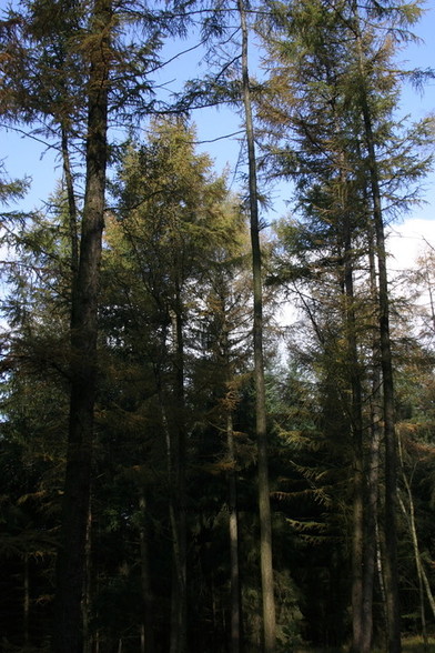 Photo of treespecies Larix kaempferi : Category is boom-tree-baum-arbre-arbol