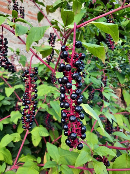 Pokeweed berries in fall, ripe and inky black