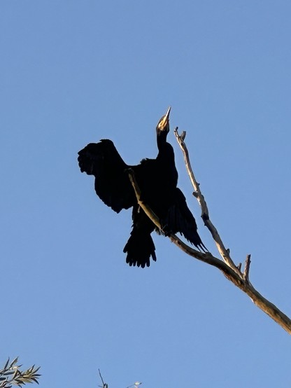 A cormorant spreading its wings high in a tree in a blue sky