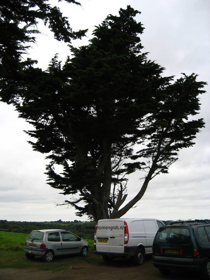 Photo of treespecies Cupressus macrocarpa : Category is boom-tree-baum-arbre-arbol