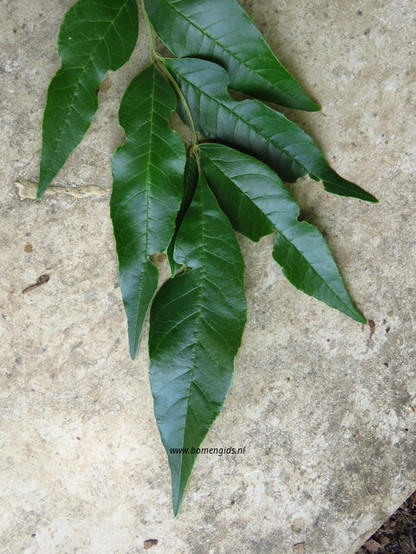 blad-leaf-blatt-feuille-hoja