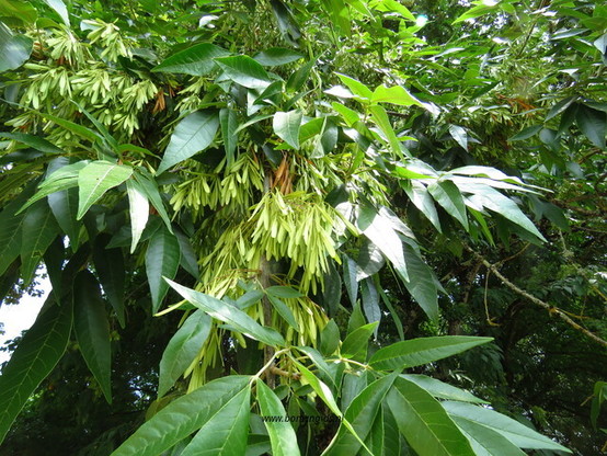 foliage