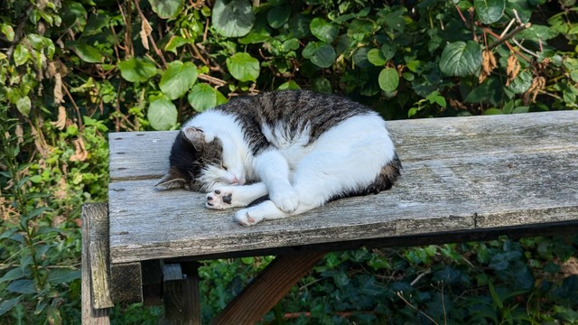 cat sleeping on table outside in the garden