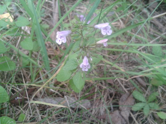 Lilac flowers with darker spots on the tongue, oval slightly toothed leaves with a stalk, bracts of the flowers that have shed the flower (more spaced out than eg Wild Basil) among grass cut not that long ago, maybe three or four or 5 weeks?