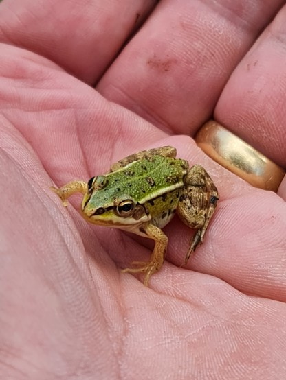 small green frog in palm of the hand.