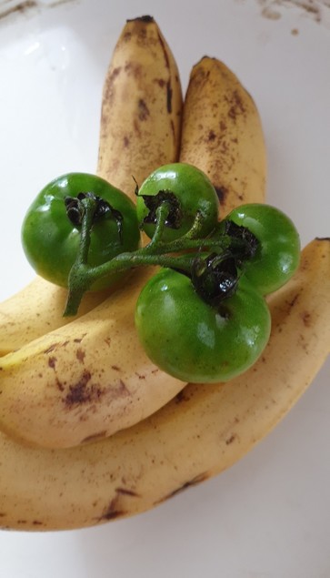 4 very green tomatoes on the vine sitting on 3 already fairly ripe bananas on a white background