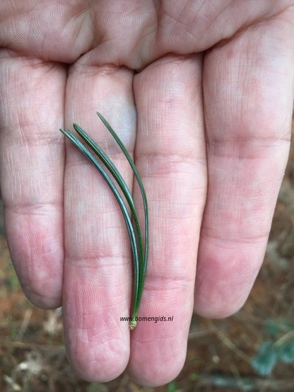 blad-leaf-blatt-feuille-hoja