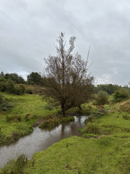 A willow tree beside a brook in a green tree lined valley beneath rainy skies