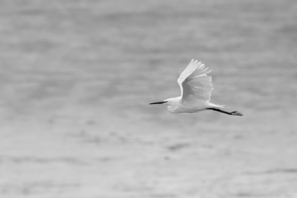 an egret, flying along a river backdrop which provides a large amount of negative space.