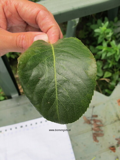 blad-leaf-blatt-feuille-hoja