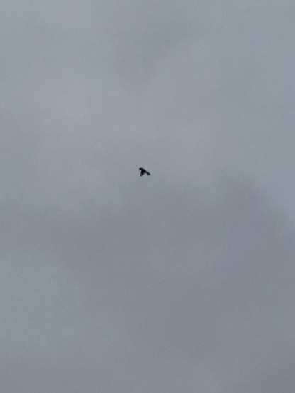 A tiny dot in a cloudy sky, which is actually a kestrel hovering 