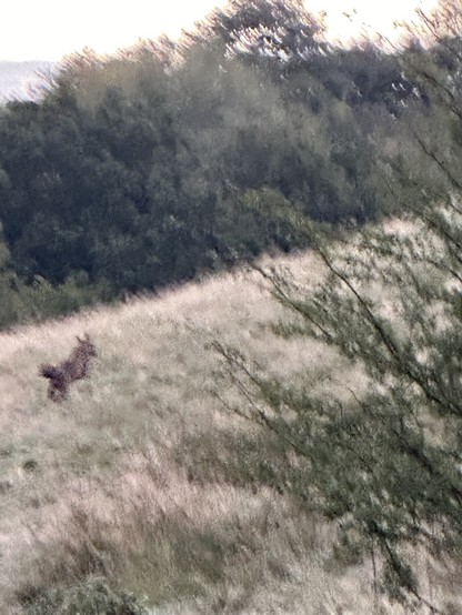 A blurry image of a fox running off up a slope in a tree lined grassy valley 