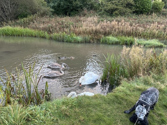 Two adult and two mute swans, a pair of mallard and a moorhen in an old mill lodge feeding on the water; the far bank overgrown with plants and trees at the top; reeds and long grass and weeds on the near bank where a cocker spaniel is also feeding on the feed that fell on the bank rather than going into the water 