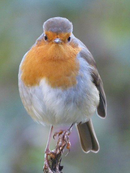 A rather 'punk' looking Robin