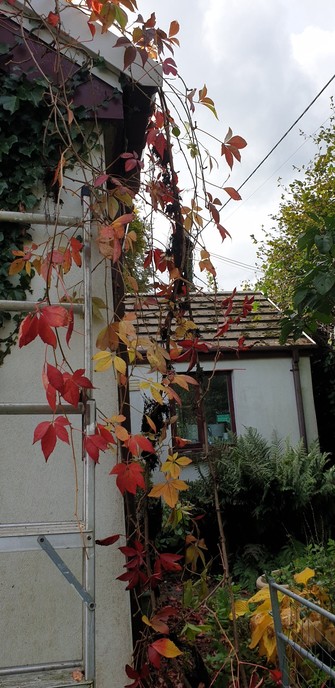 Virginia creeper hanging down from the roof in the front garden where I have teased it out of the gutter and off the roof. There is an aluminium ladder against the wall which is painted white. The creeper is beautiful shades of red and gold.