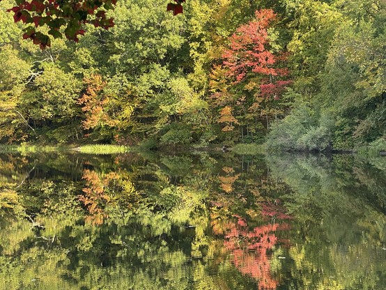 Colorful yellow orange and red leaved trees reflecting on a still pond. Most of the forest at the ponds edge is still green. 