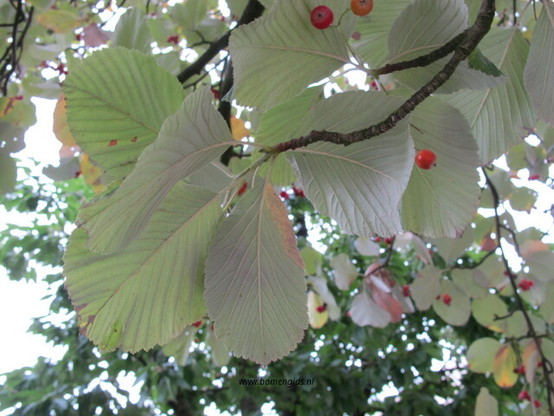 Photo of treespecies Sorbus aria : Category is kenmerk