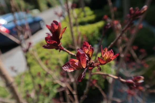 Photo of treespecies Cotinus coggygria : Category is lente-spring-fruhling-printemps-primavera