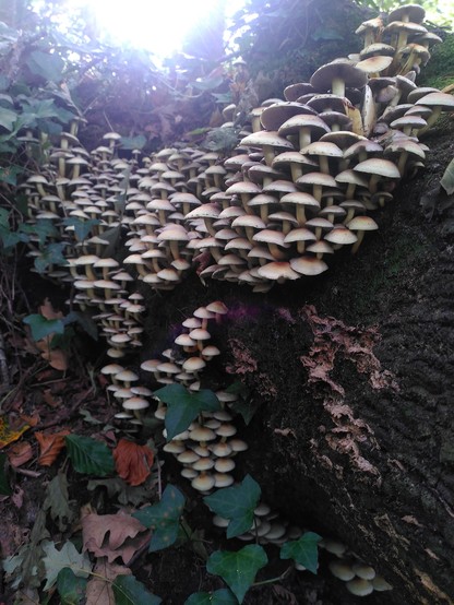 A fallen tree stump with a swathe of small mushrooms growing around it, with ivy and fallen dried leaves around the base 