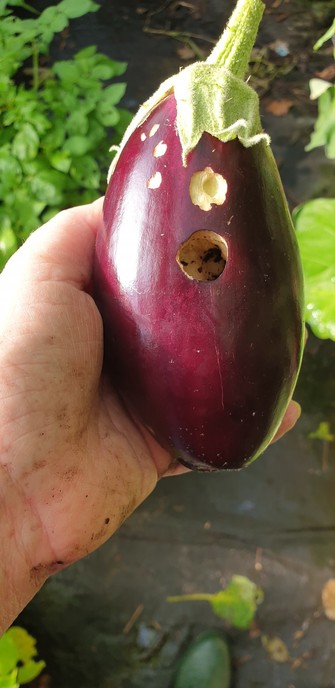 A small purple aubergine in a grubby hand, I had been rooting out potatoes, with 6 areas where the slugs have broken the skin. One of them is a deep, cave like hole with dirt at the bottom and a hint of the side tunnel. This is because woodlice have expanded the slug hole to make a nice, damp, bijou residence. There were about 10 of them in there