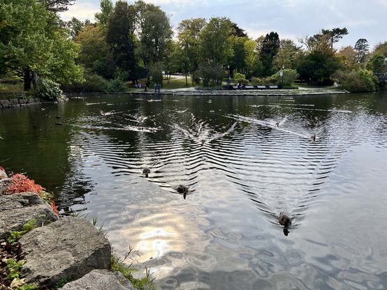 A group of ducks make V-shaped wakes as they swim toward the foreground. The pond reflects a cloud-filled blue sky and a cloud-covered sun. Large rocks with red and green foliage sit in the front left foreground, The far side of the pond is lined with mostly green-leaves trees and a few with the beginning of fall-yellow tints. [Bowring Park (St. John's (NL) Canada, October 2024]