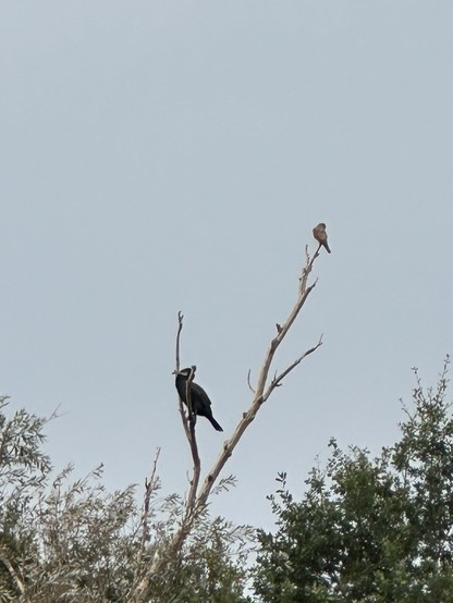 A cormorant and a kestrel high in a tree against a grey sky