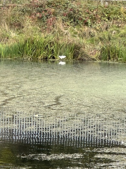 A little egret on the edge of an old mill lodge, long grass on the bank, metal railings reflected in the water 