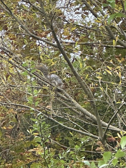 A grey squirrel running down the branch of a tree