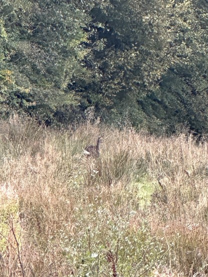 A roe deer running through long grass beside a bank of trees