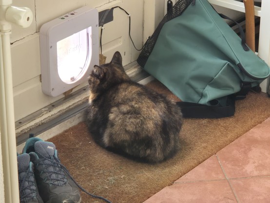 Poes Hazel is een bruinrode poes doe op de deurmat zit en door het kattenliefhebbers naar buiten kijkt. Naast haar staan een paar wandelschoenen en een groene tas.