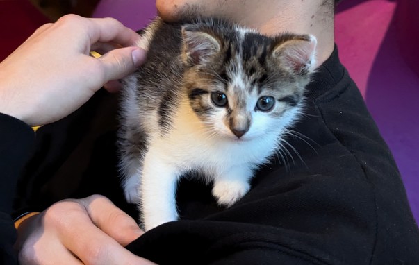 foto vijf weken oude kitten op schouder, nieuwsgierig kijken naar de camera