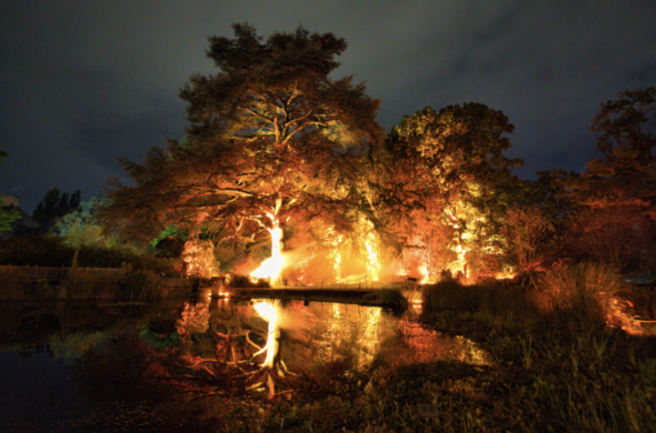 Bristol botanical garden, set a-fire using lights and steam jets, as an art installation by Luke Jerram