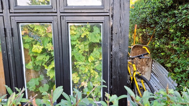 Close-up of two tall narrow windows in a black wooden allotment shed. Thick green leafy vines with bunches of dark purple grapes crowd the whole inside, pressing right up to the glass. Grapes are not a common sight growing here in non-warm Aarhus, Denmark.  Outside, darker green leaves on bushes and trees frame the scene. To the right, a higgeldy-piggeldy bunch of stuff - an old black-and-yellow bike leaning on the shed wall; corrugated iron panels on the grass; a rusty  old metal wheelbarrow dumped vertically. 