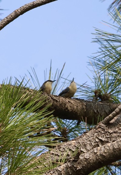 Two nuthatches in a ponderosa 