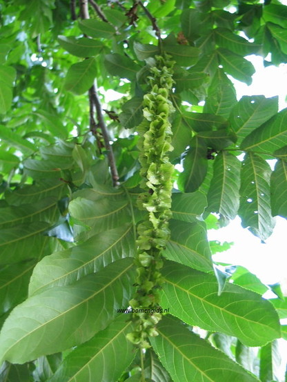 Photo of treespecies Pterocarya fraxinifolia : Category is vrucht-fruit-frucht-fruit-fruta