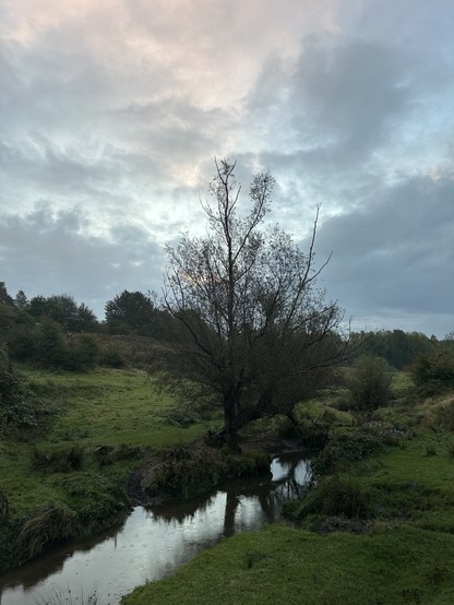 A willow tree beside a brook in a green tree lined valley, clouds in a blue sky overhead, some grey and some tinted pale pink by the dawn