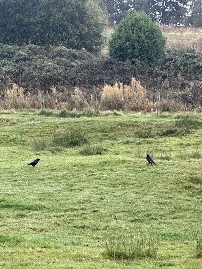 Two crows standing on a field in a green tree-lined valley, trees on the slope and patches of long grass on the field