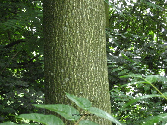 Photo of treespecies Ailanthus altissima : Category is bast-bark-rinde-ecorse-corteza