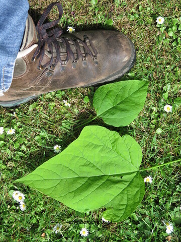 blad-leaf-blatt-feuille-hoja