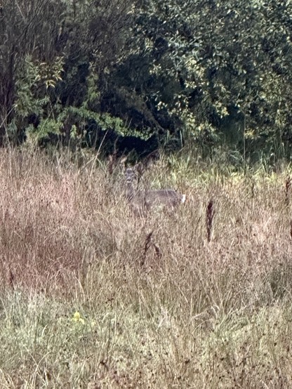 A roe deer standing in long grass at the foot of a tree-lined slope