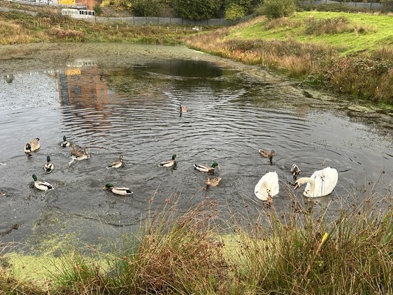 Two swans, mallard and a pair of Canada geese on an old mill lodge with grassy banks