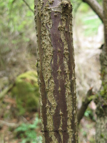 Photo of treespecies Sambucus racemosa : Category is bast-bark-rinde-ecorse-corteza