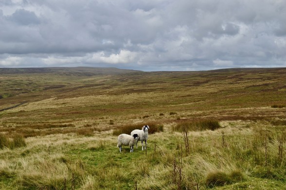 Two white horned sheep - a mother and daughter - looking at the camera in a large open expanse of moorland. The sky is clouded and the colours of the landscape are autumnal - browns, sludgy greens, bleached gold.