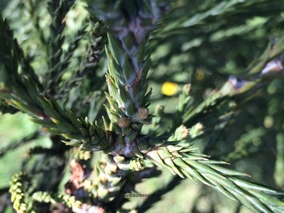 Photo of treespecies Sequoiadendron giganteum : Category is bloem-flower-blume-fleur-flor