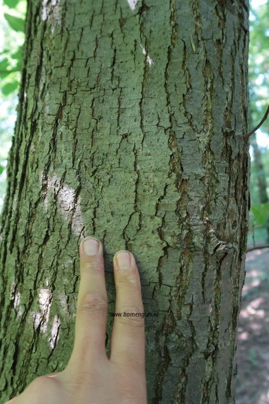 Photo of treespecies Tilia platyphyllos : Category is bastjong