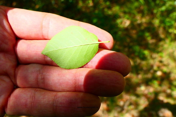 blad-leaf-blatt-feuille-hoja