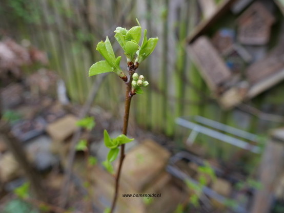 lente-spring-fruhling-printemps-primavera